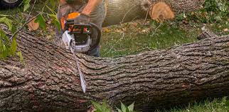 Hanamaulu, HI Tree Care Company